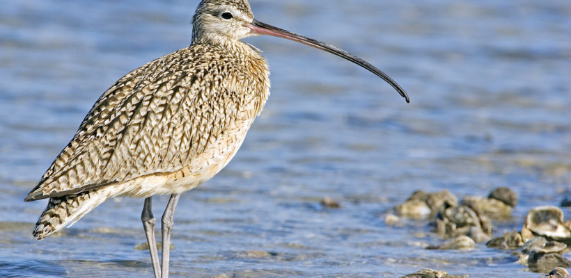Curlew Conservation