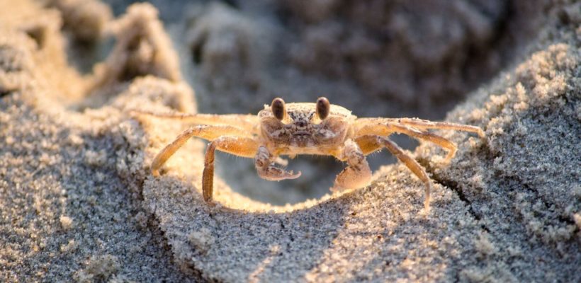 Crabbing