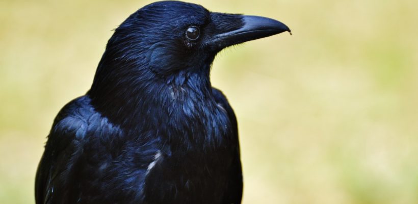 Secret Life Of Crows