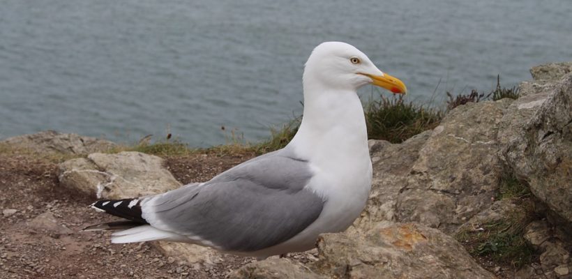 Coastal Bird Watch